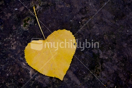 Single yellow heart shaped leaf on black background.
