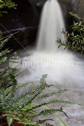 Fern fronds (focus) with waterfall in the background