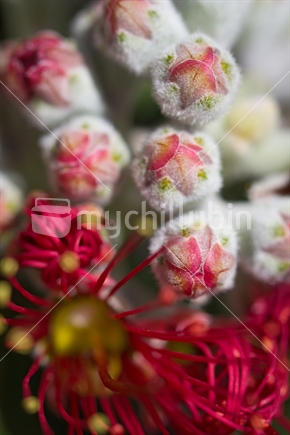 Close up image of pohutukawa blossom