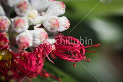 Detailed image of pohutukawa flower