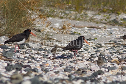 Oyster catcher parents with chicks