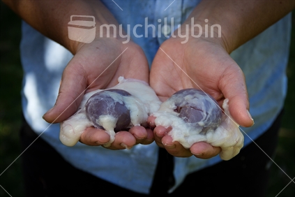 Selective focus on raw lamb kidneys held in hands.