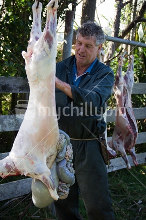 Farmer gutting a freshly homekilled lamb, showing offal. 