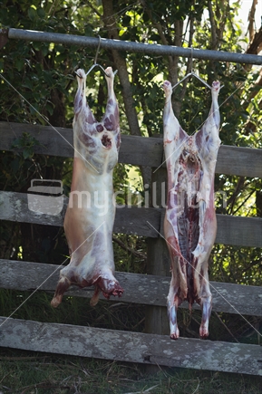 Two recently slaughtered sheep carcasses hanging up at a farm.