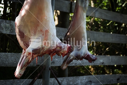 Close up image of two sheep carcasses, recently butchered and hanging by a fence.