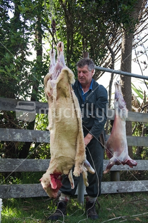 Farmer hangs a recently slaughtered sheep ready to skin and gut.
