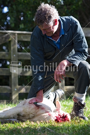 A farmer sits over a recently slaughtered lamb holding a sharp knife.