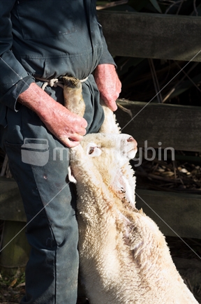 Smallhold farmer holds a lamb by front forelocks beside a gate. 