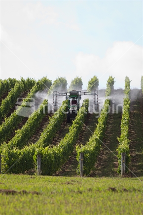Spray machinery operating in a vineyard to eliminate pests and diseases, landscape orientation.