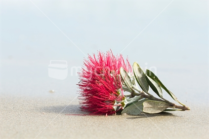 Pohutukawa flower on sand.