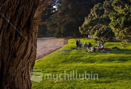 Group of people gathered on a grass area near the beach, pohutukawa trunk in foreground.