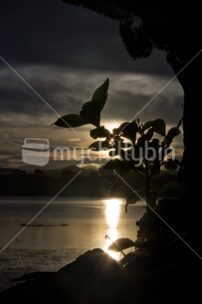 Pohutukawa seedling silouette at sunset, concept image for new growth or hope.