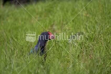 New Zealand native Takahe bird grazing in it's natural habitat of long grass. 