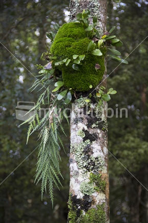 New Zealand native epiphyte clinging to a tree trunk in the bush.