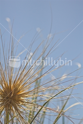 Spinifex grass against a blue sky in summer.