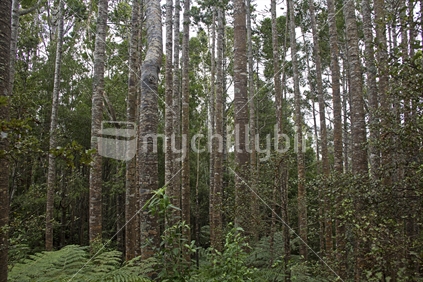 Young Kauri forest in protected native bush.