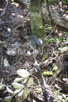 Juvenille North Island Robin or Toutouwai in wild habitat on Little Barrier Island