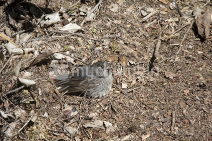 Juvenille North Island Robin, ground feeding native bird.
