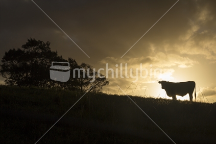 Single bull cow silhouetted against a golden sunset