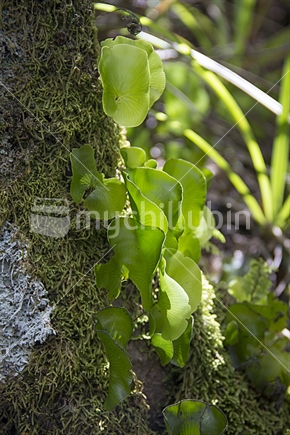 Kidney Fern growing on tree trunk, Little Barrier Island