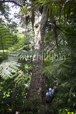Hikers looking at very old and tall Puriri tree in native bush on Little Barrier island