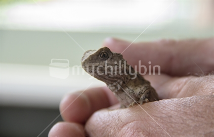Four month old baby Tuatara being hand held in a nursery environment on Little Barrier Island.
