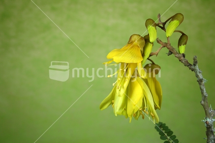 Kowhai flower with copy space