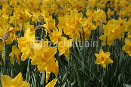Daffodils, the icon of spring