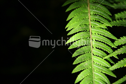 Fern Leaves and black background