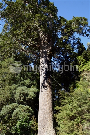 Mature Kauri Tree 