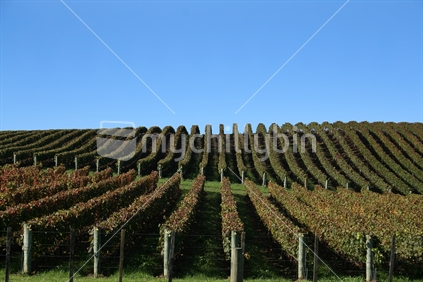 Rows of grapevines in a vineyard