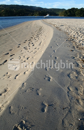 Tracks in the sand, Whangateau