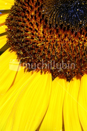 Bright Sunflower
