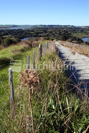 Dirt road in a rural area, Matakana, New Zealand