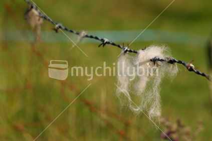 A strand of wool caught on a wire fence, New Zealand