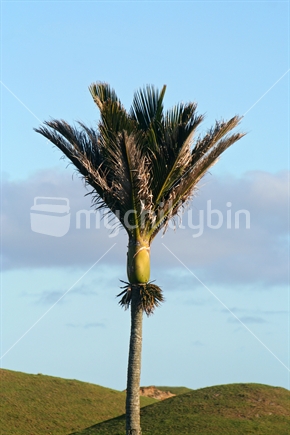 Solitary Nikau Palm
 