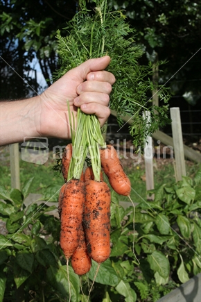Bunch of home grown carrots