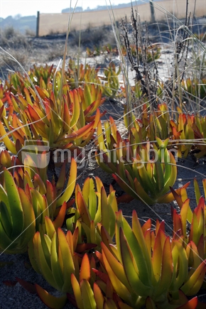 Iceplant spreads along the dunes, New Zealand