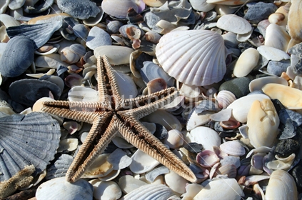 Design shot of starfish on beach,1
