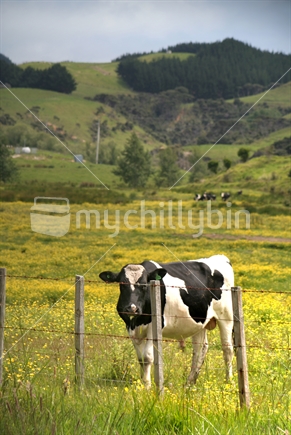 Dairy cow standing in a field of yellow flowers, New Zealand