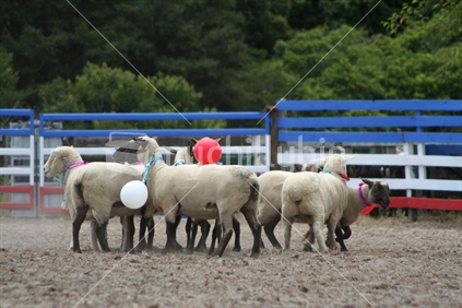 Rodeo Sheep