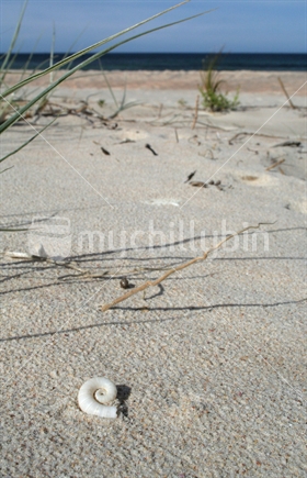 Spirula spirula shell on white sand beach
