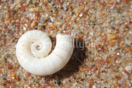 Spiral shell on sandy background