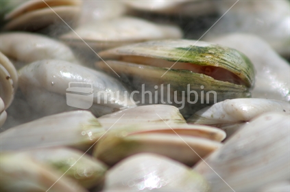 Close up shot of tuatua shellfish opening on the barbeque