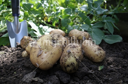 Home grown garden potatoes, shallow depth of focus.