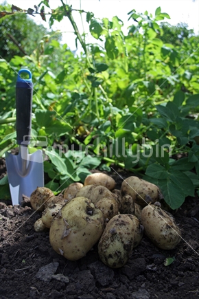 Home garden potatoes with plants in background