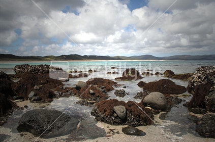 Rocks and seaweed at Spirits Bay, Northland, New Zealand