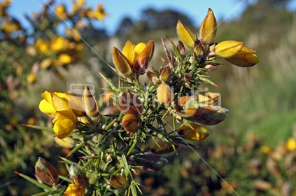 Gorse is an invasive plant species in NZ under biological control
