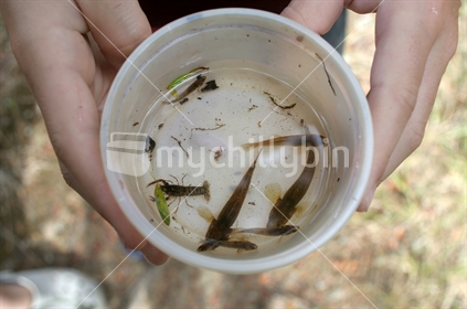 A student holds a sample of freshwater life caught from the river 