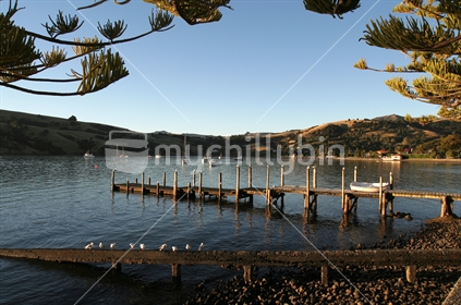 Little jetty at the French settlement of Akaroa, framed in the shot by Norfolk pine trees, New Zealand